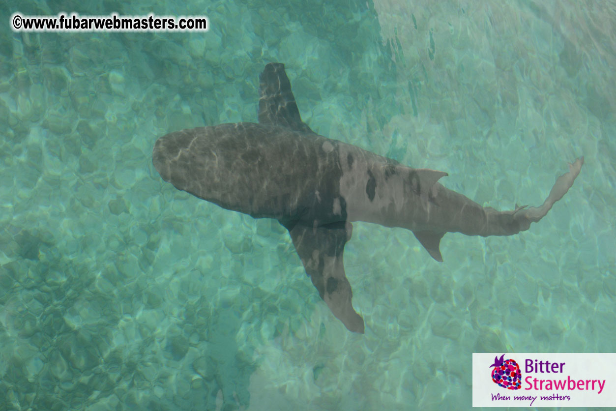 WireCard Dolphin Swim