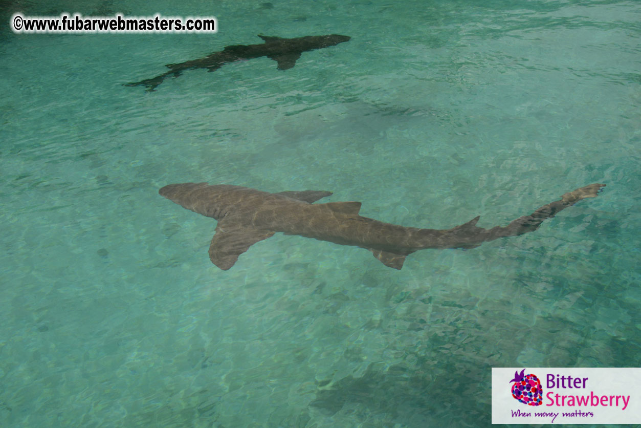 WireCard Dolphin Swim