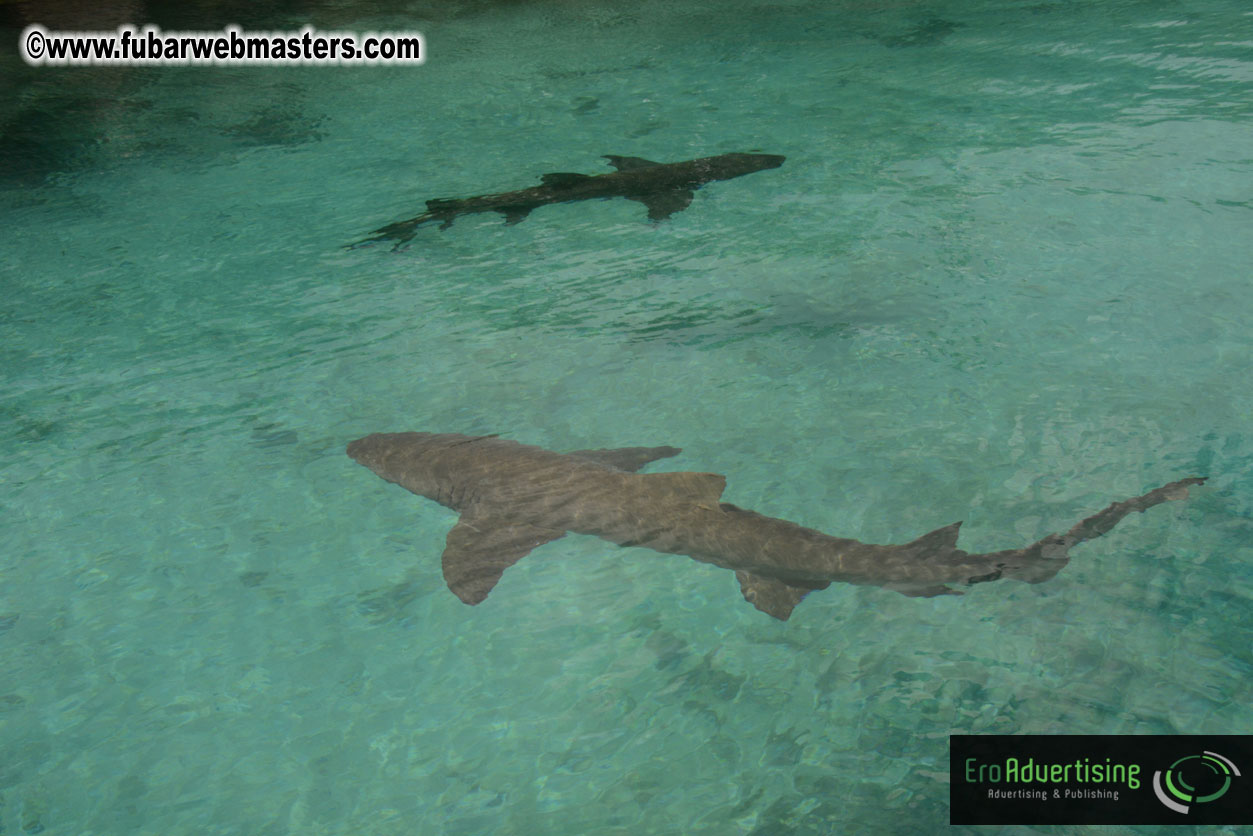 WireCard Dolphin Swim