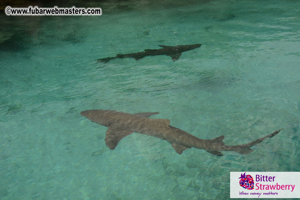 WireCard Dolphin Swim