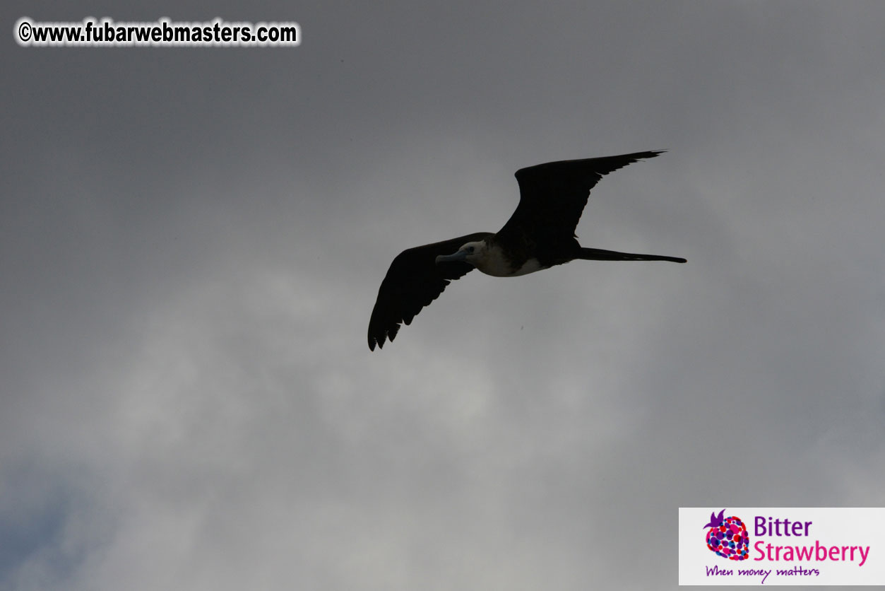 WireCard Dolphin Swim