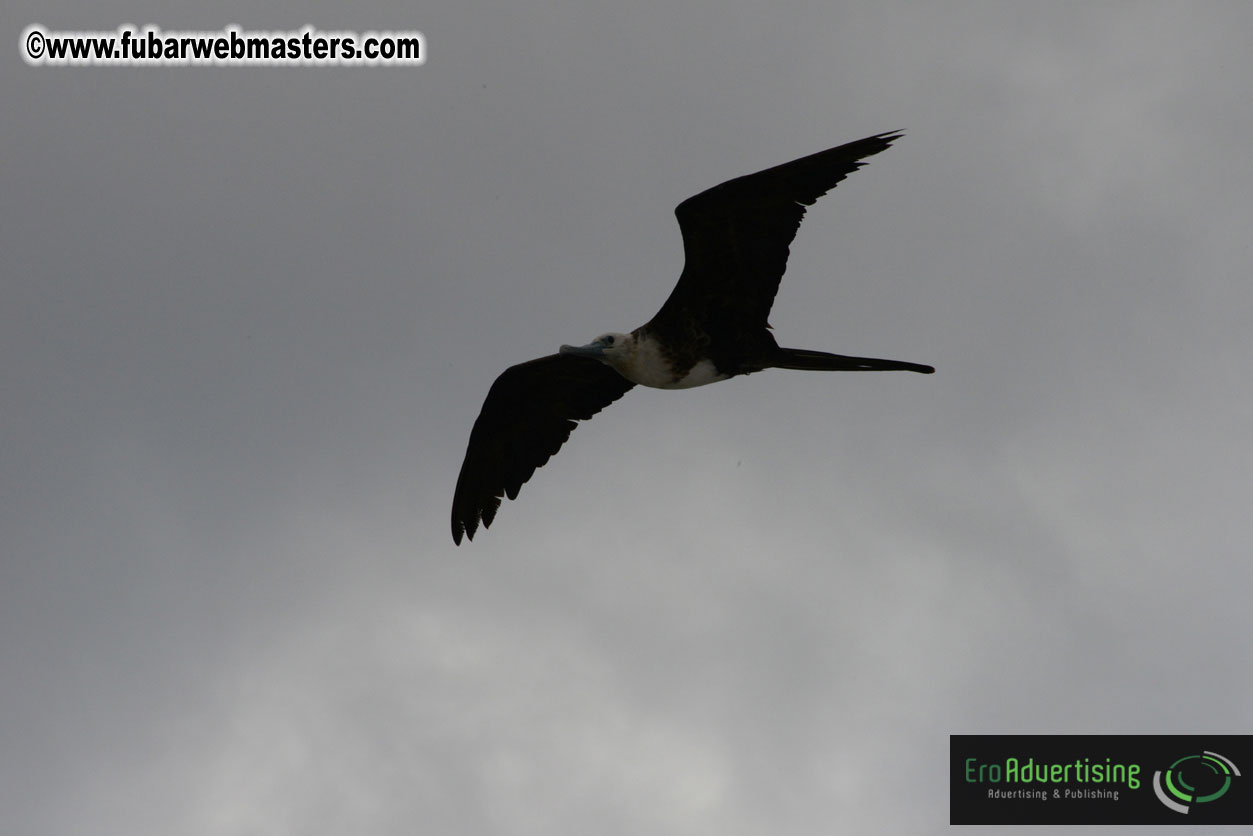 WireCard Dolphin Swim