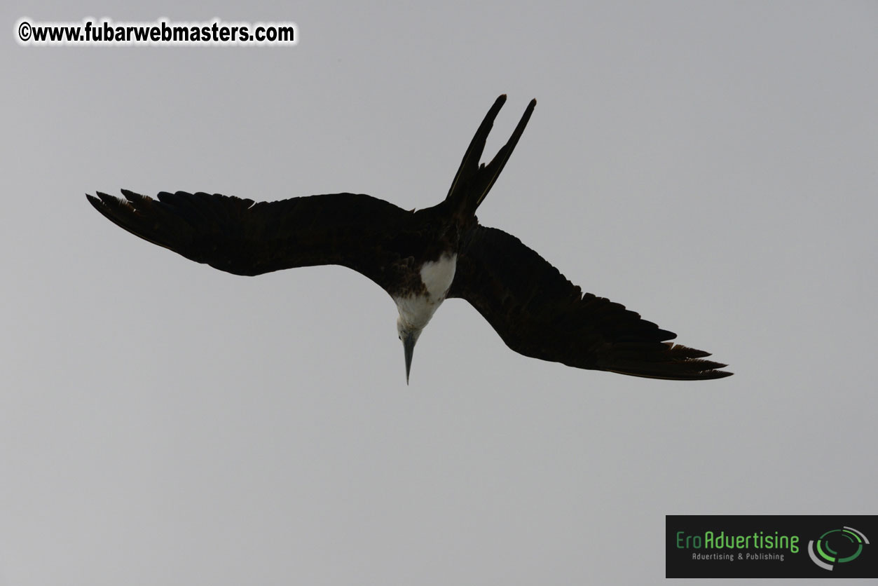 WireCard Dolphin Swim