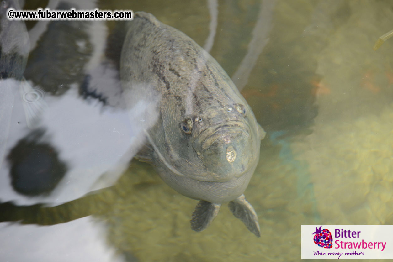 Sailing and Snorkeling Adventure