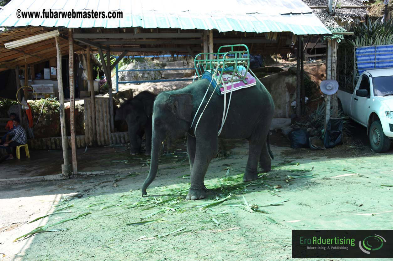 Elephant Safari 