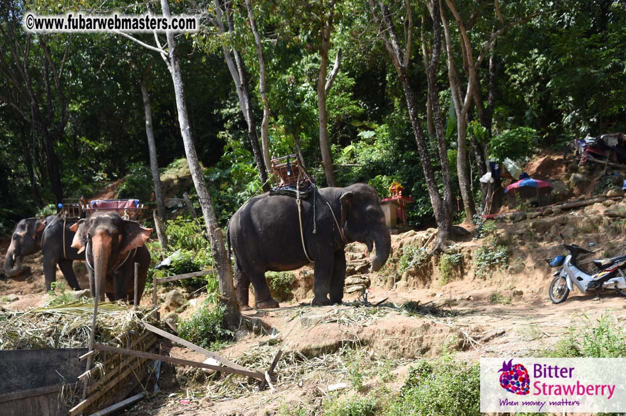 Elephant Safari 