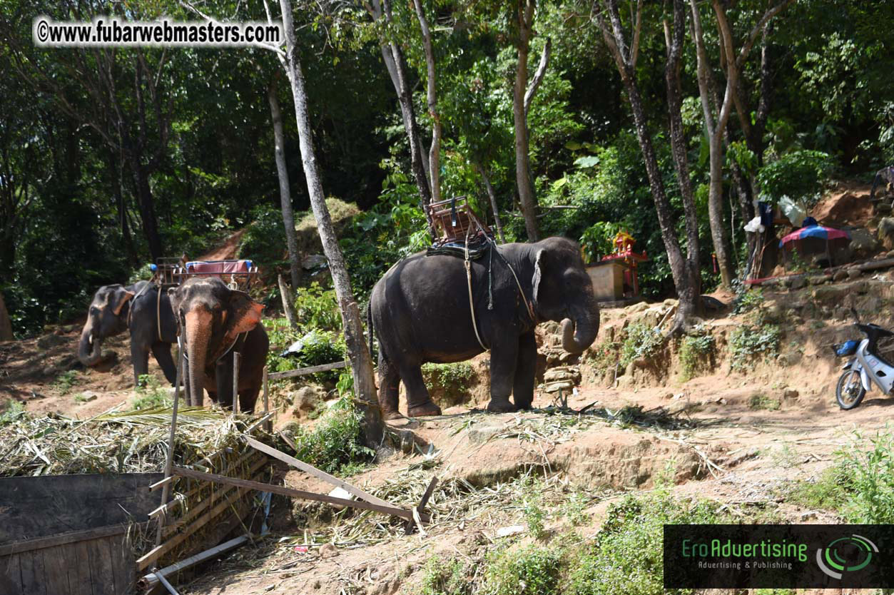 Elephant Safari 