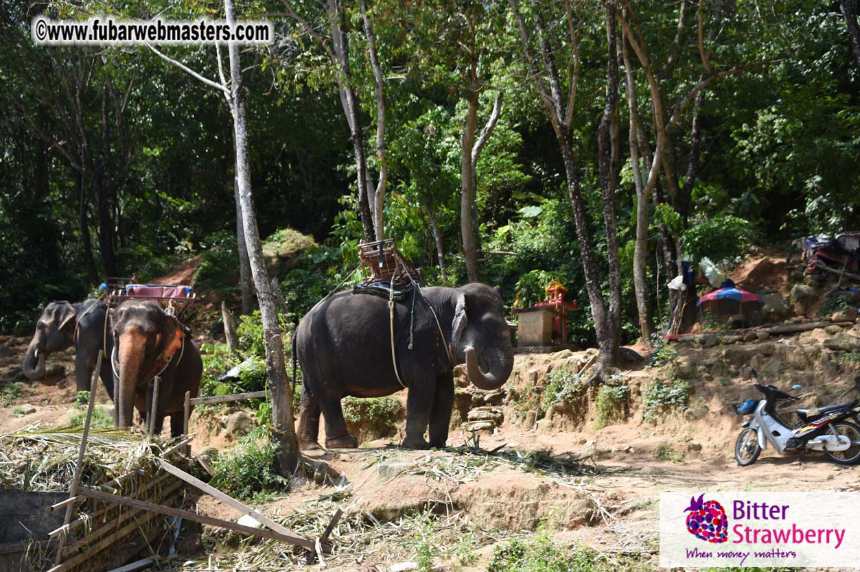 Elephant Safari 