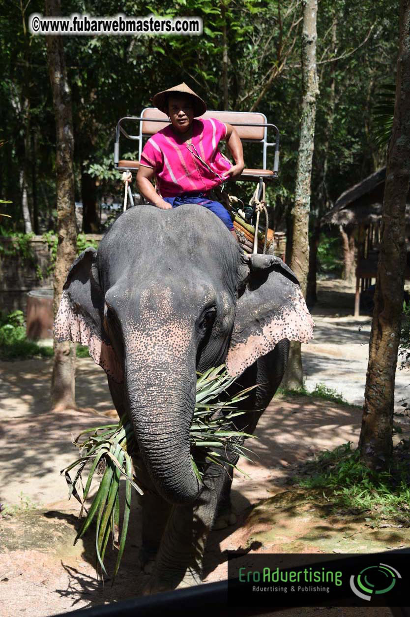 Elephant Safari 