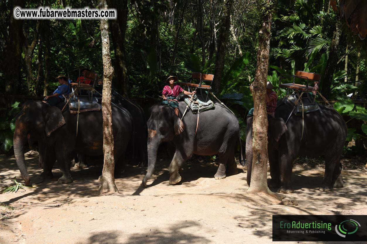 Elephant Safari 