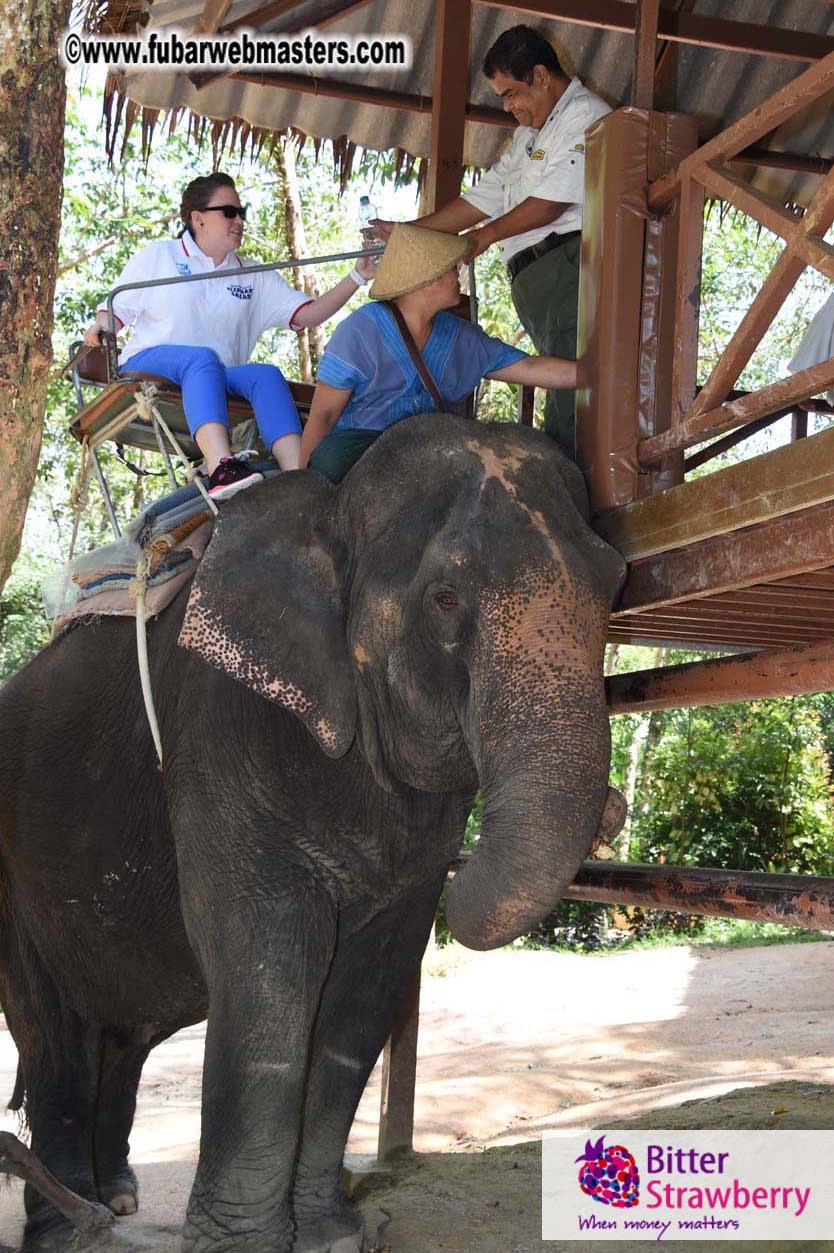 Elephant Safari 