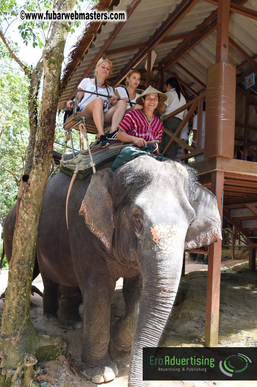 Elephant Safari 