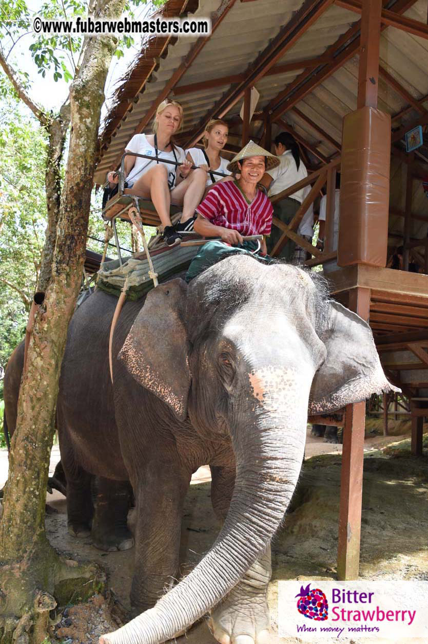 Elephant Safari 