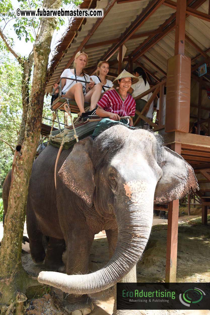 Elephant Safari 