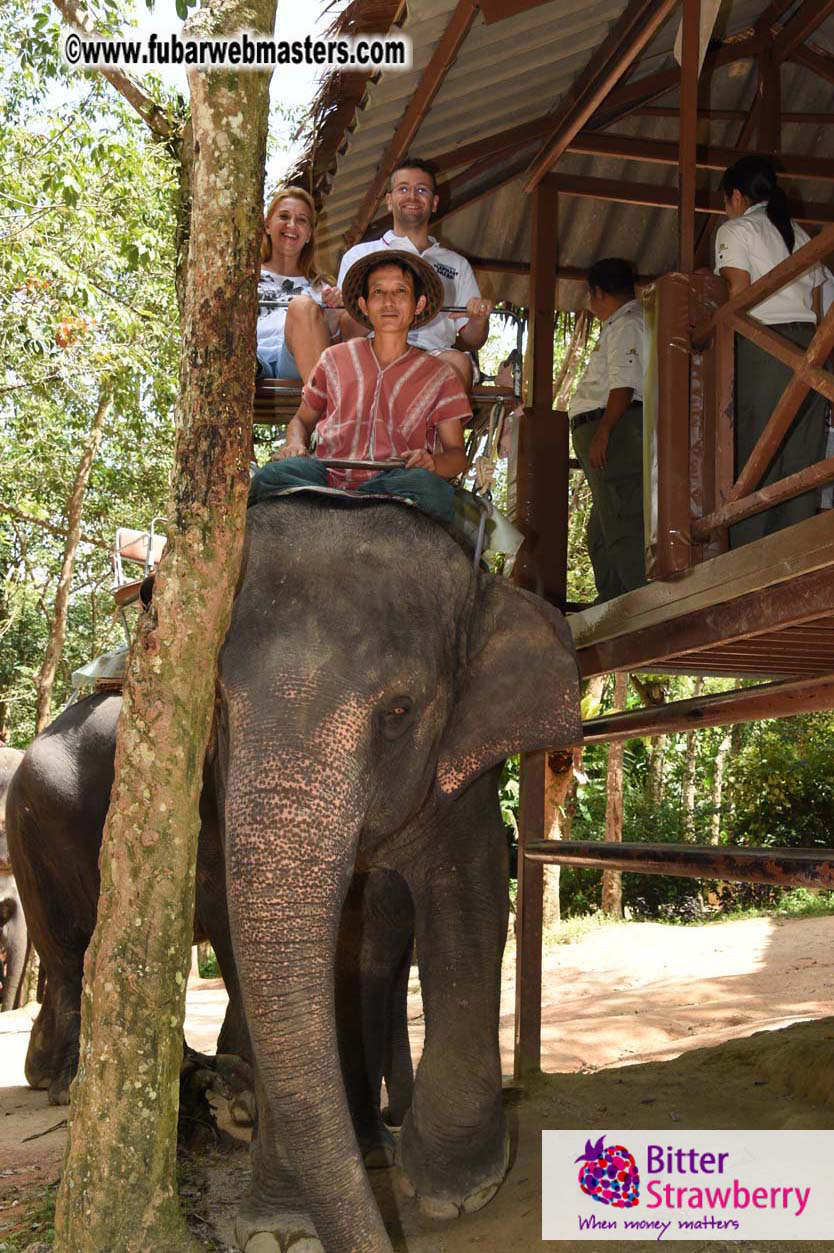 Elephant Safari 