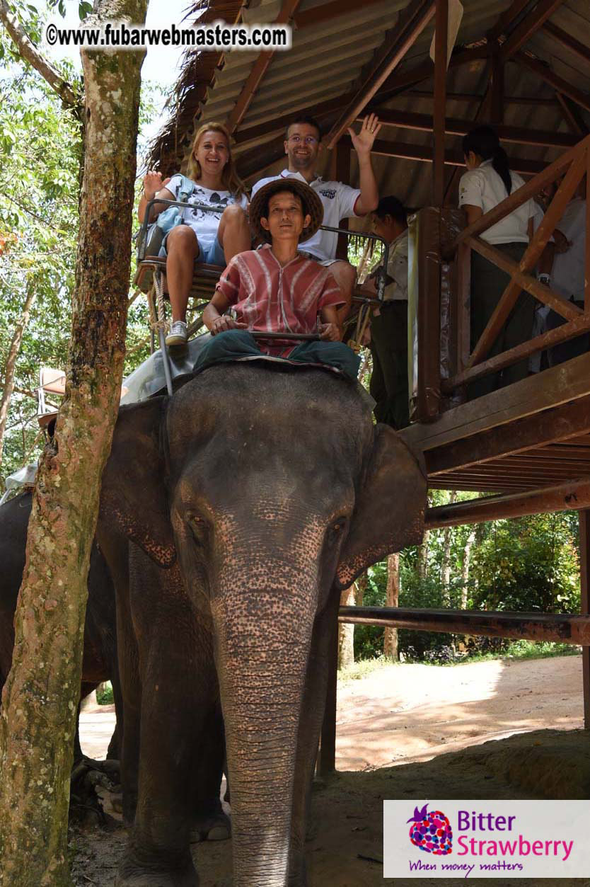 Elephant Safari 