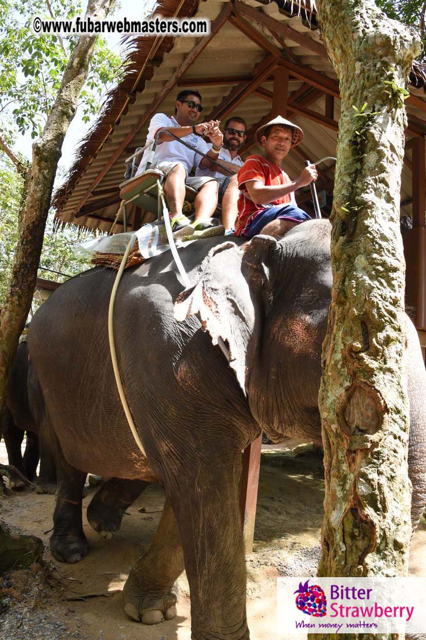 Elephant Safari 