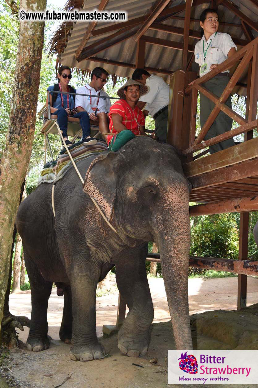 Elephant Safari 