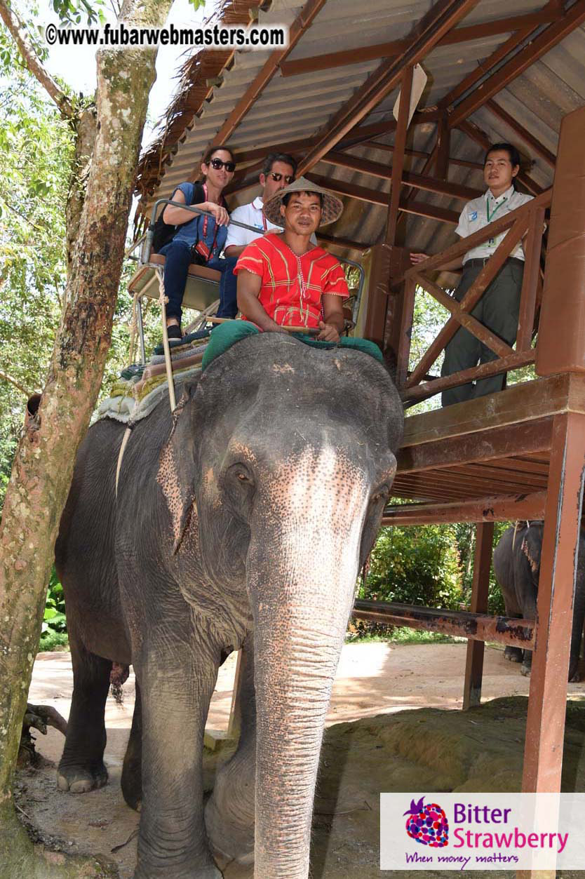 Elephant Safari 