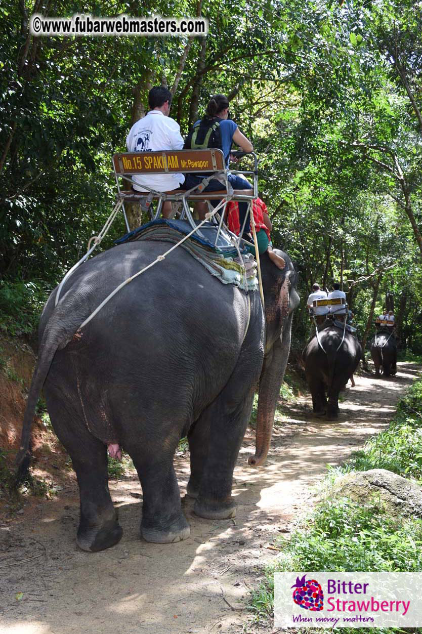 Elephant Safari 