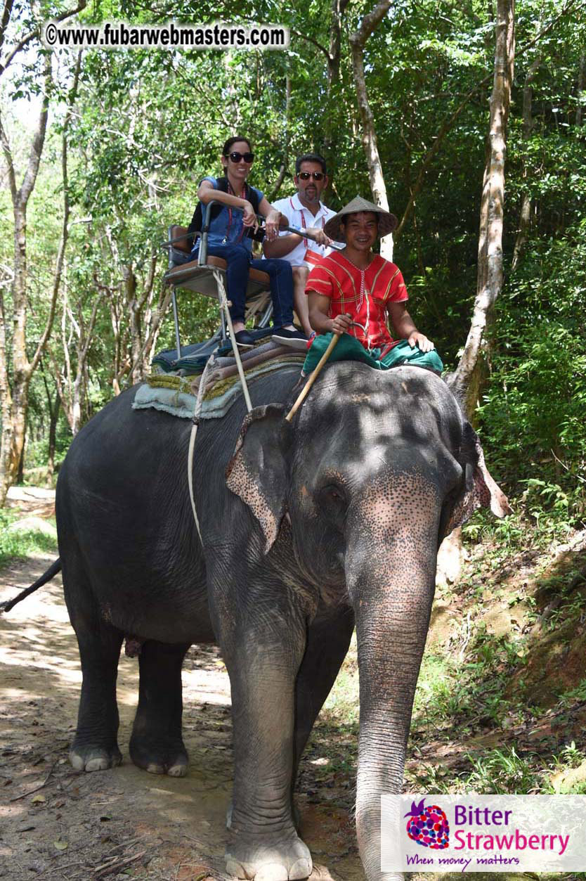 Elephant Safari 