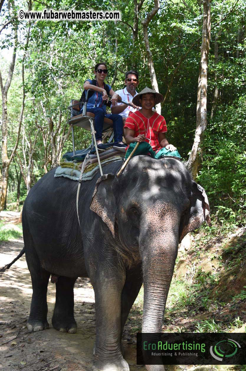 Elephant Safari 