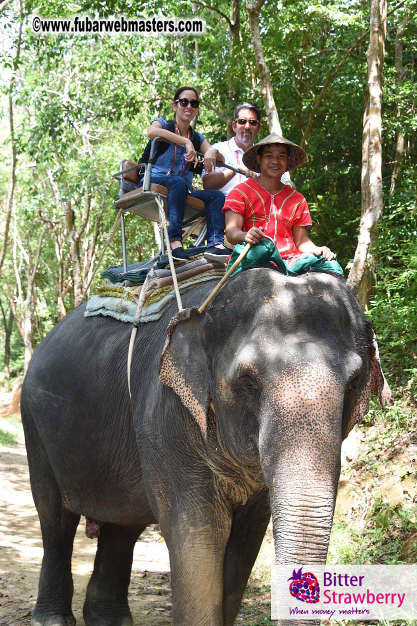 Elephant Safari 