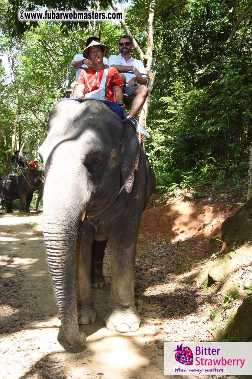 Elephant Safari 