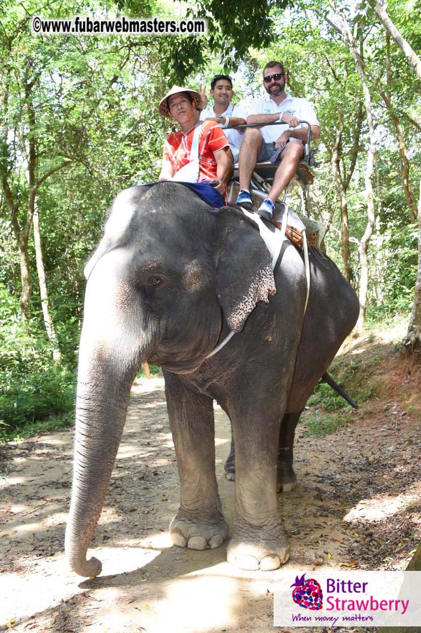 Elephant Safari 