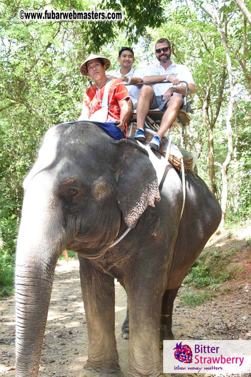 Elephant Safari 