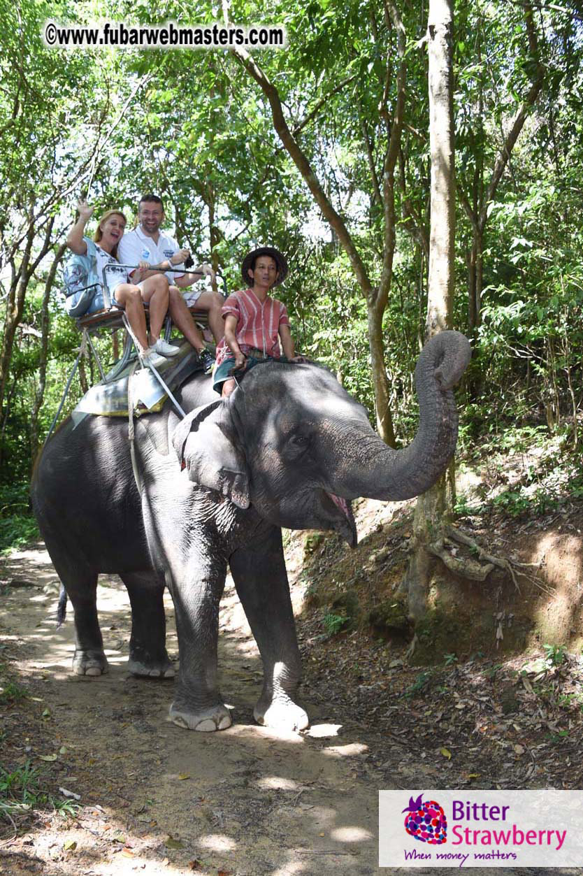 Elephant Safari 