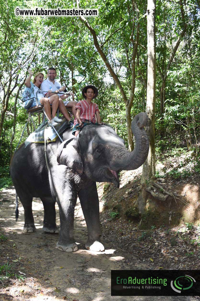 Elephant Safari 