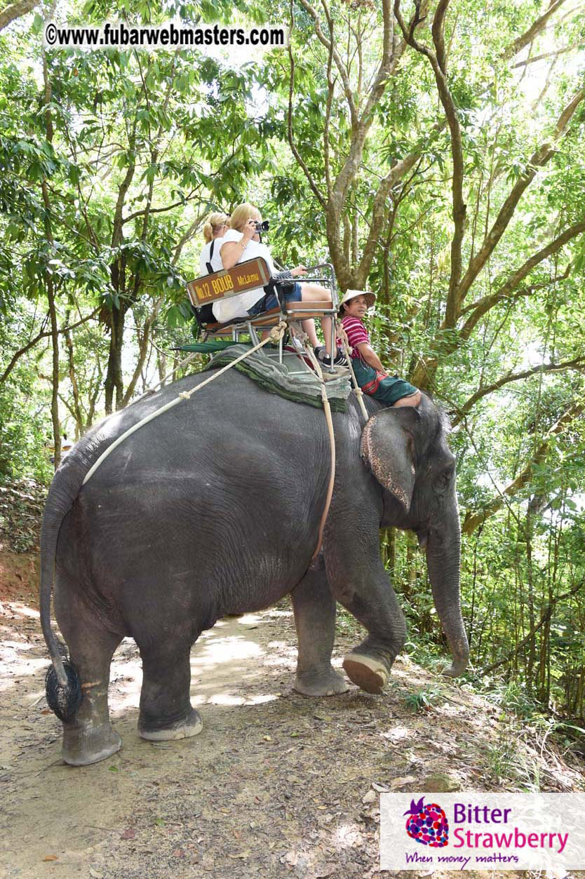 Elephant Safari 