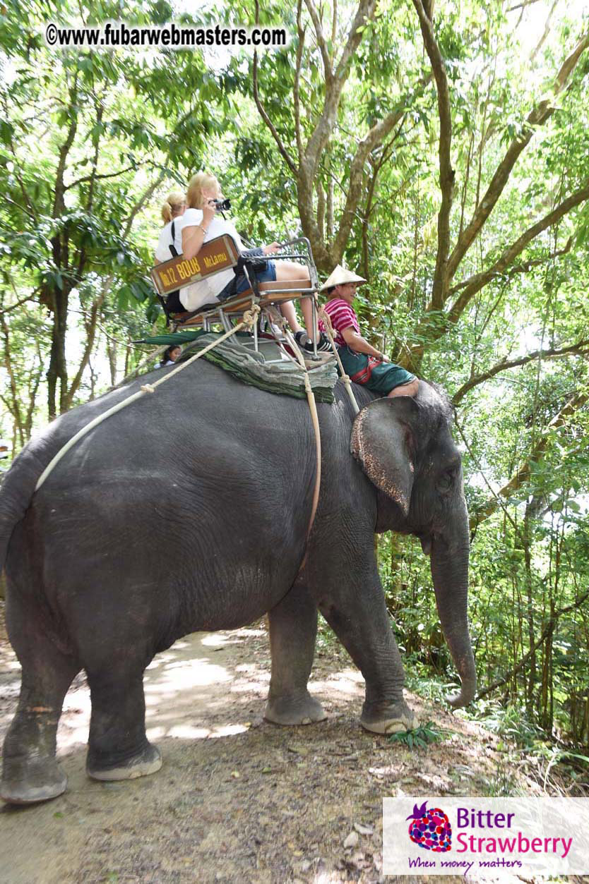 Elephant Safari 