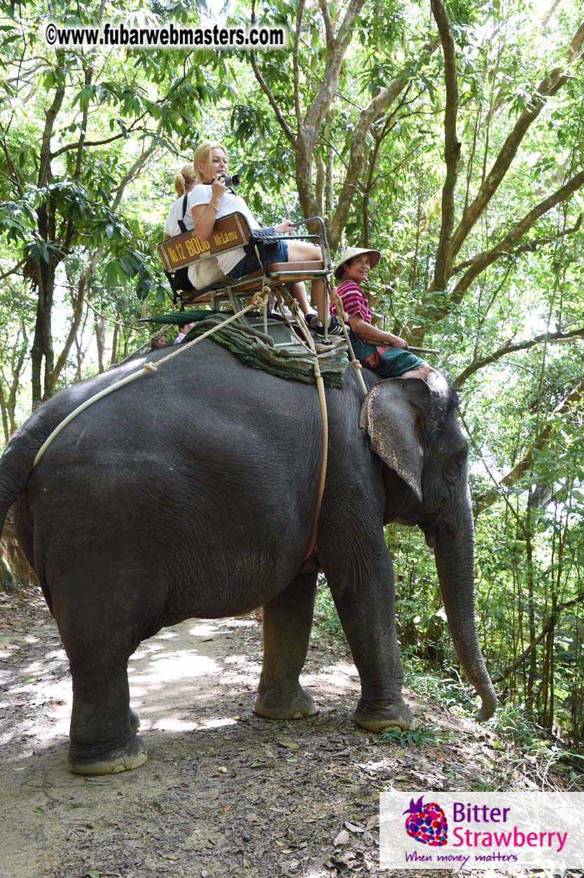 Elephant Safari 