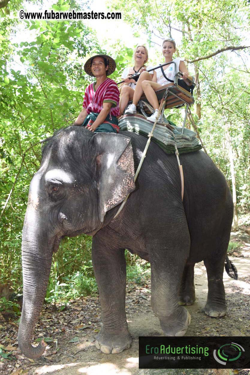 Elephant Safari 