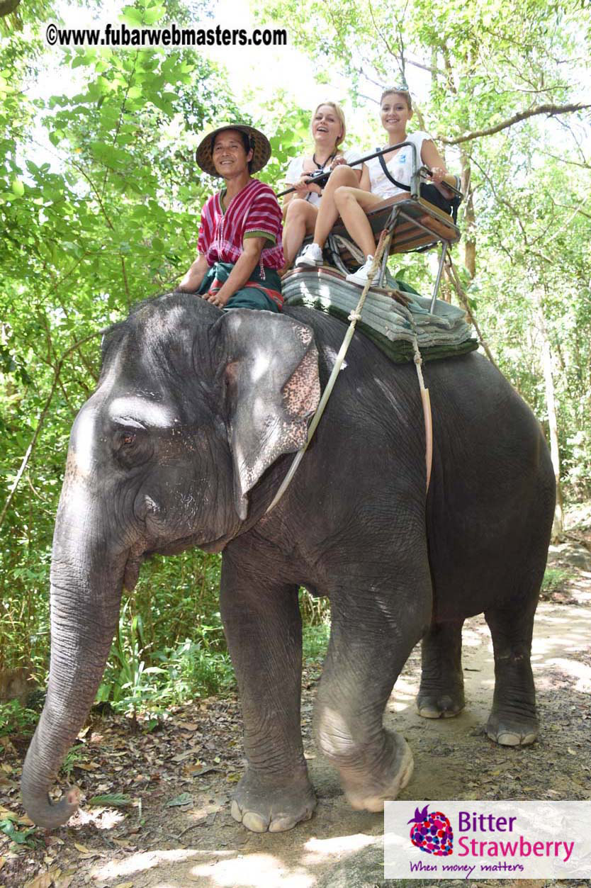 Elephant Safari 