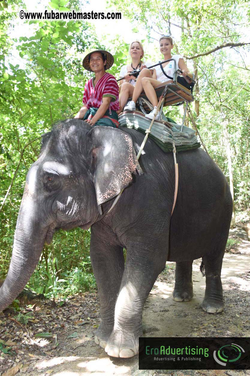 Elephant Safari 