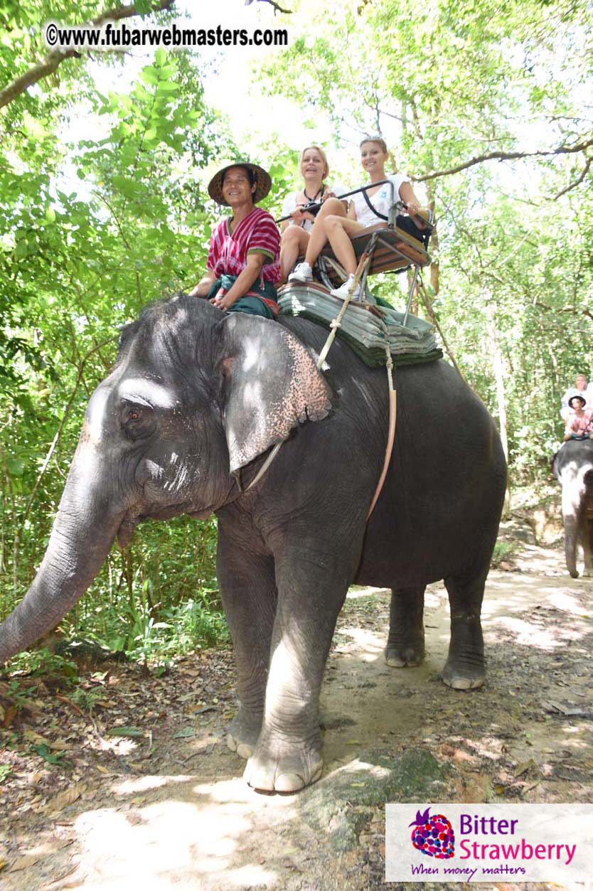 Elephant Safari 