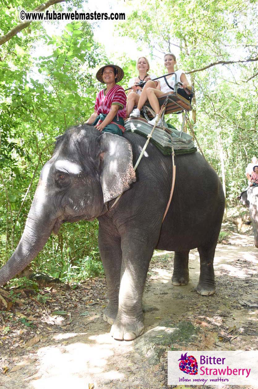 Elephant Safari 