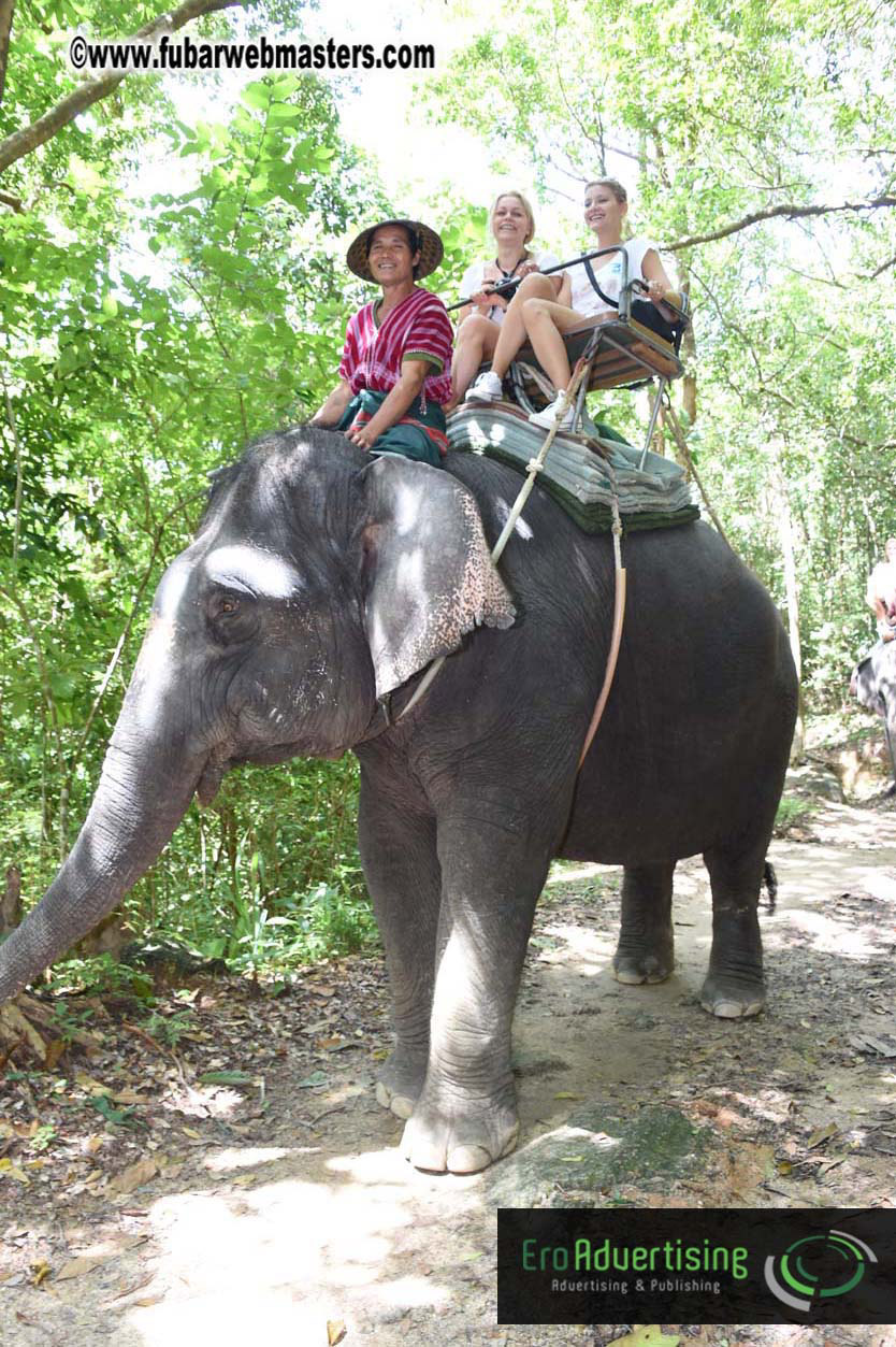 Elephant Safari 