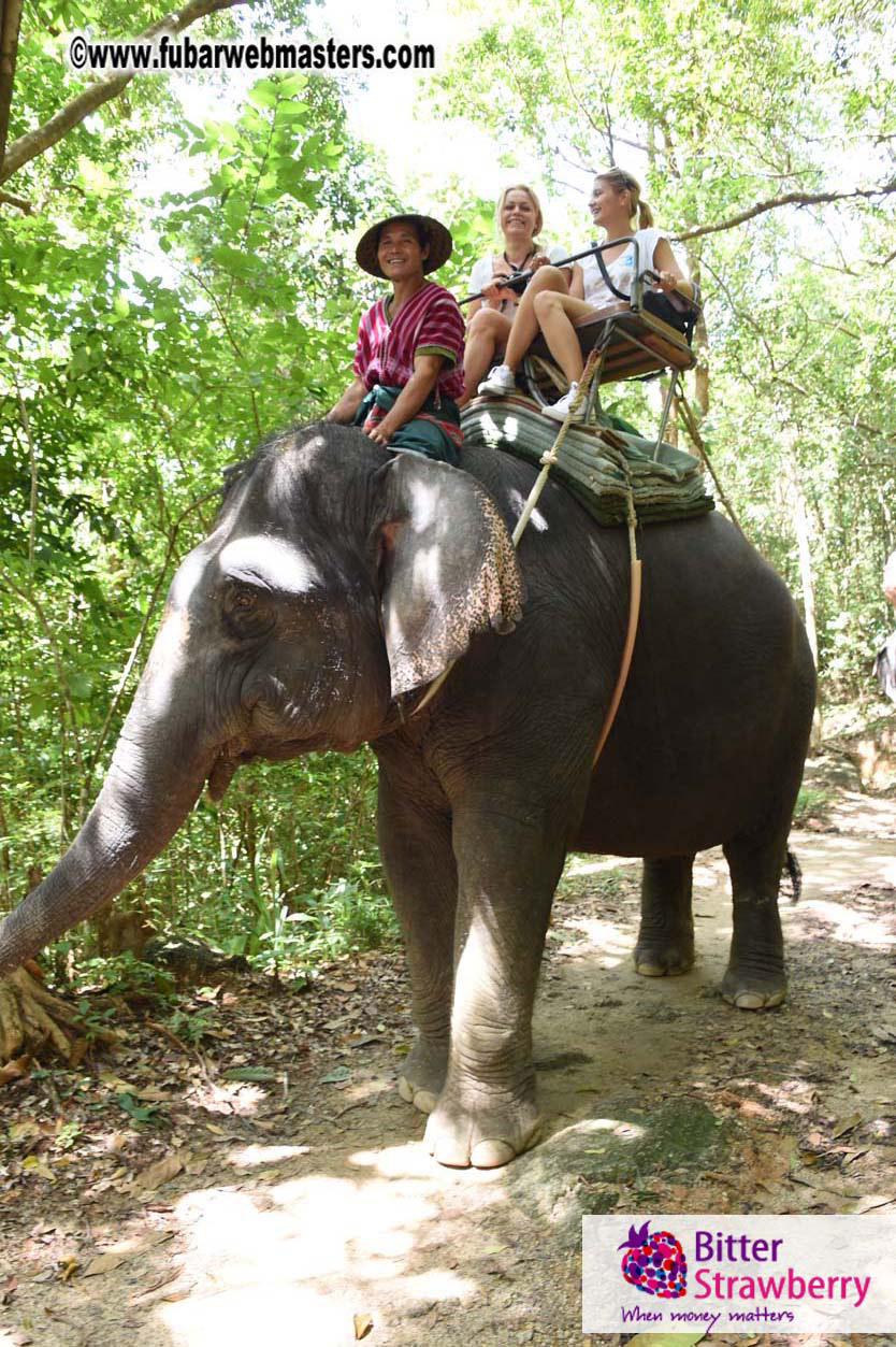 Elephant Safari 