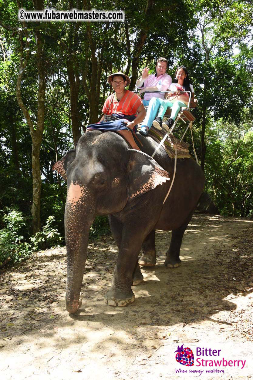 Elephant Safari 