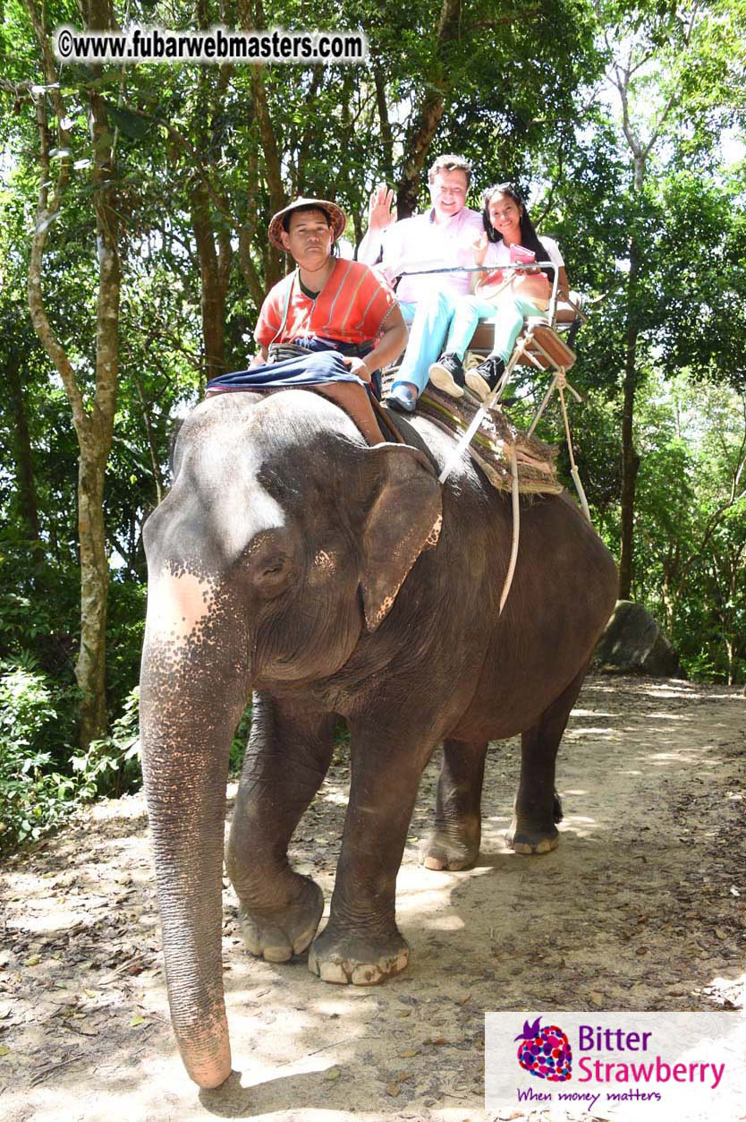 Elephant Safari 