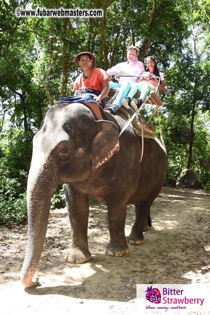 Elephant Safari 