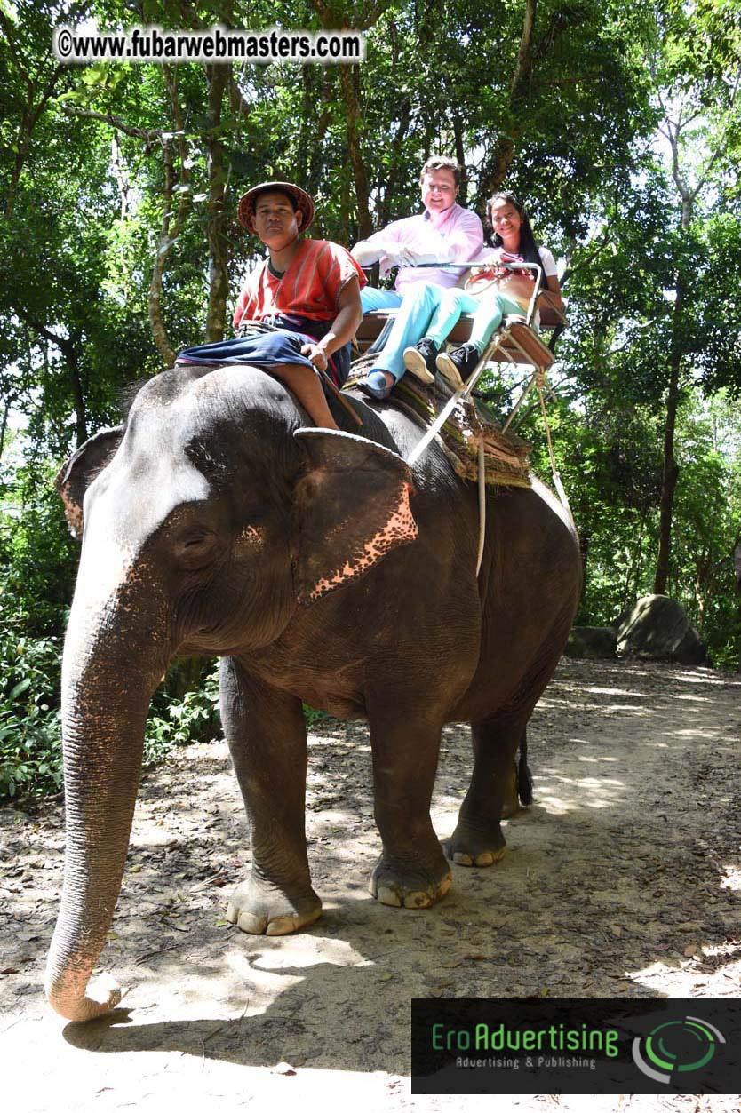 Elephant Safari 