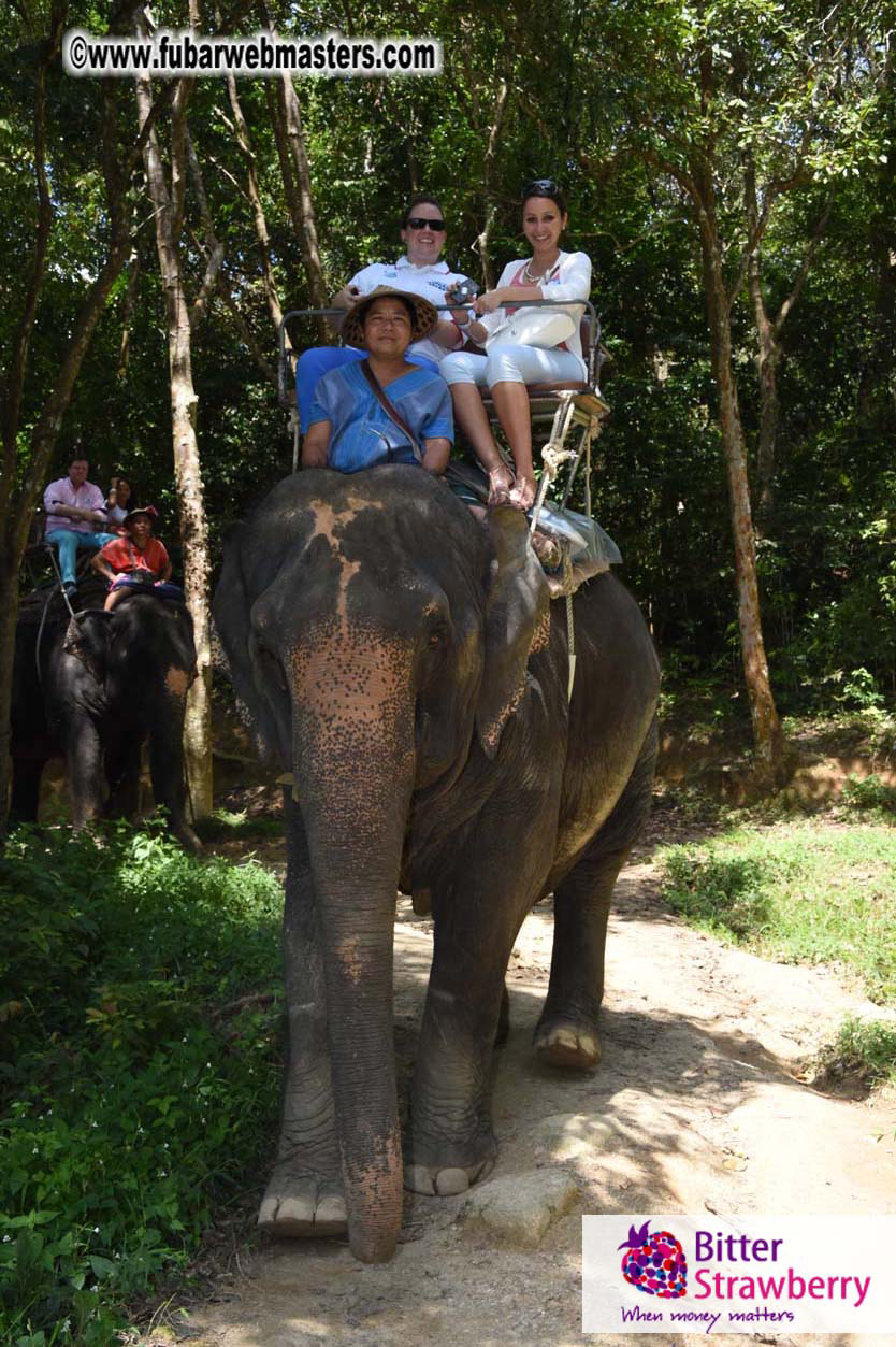 Elephant Safari 