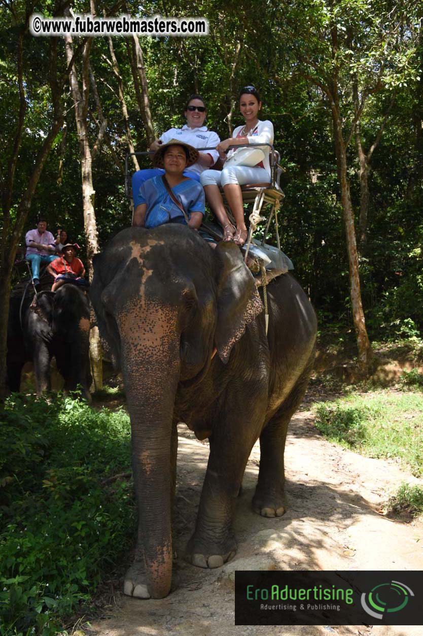 Elephant Safari 