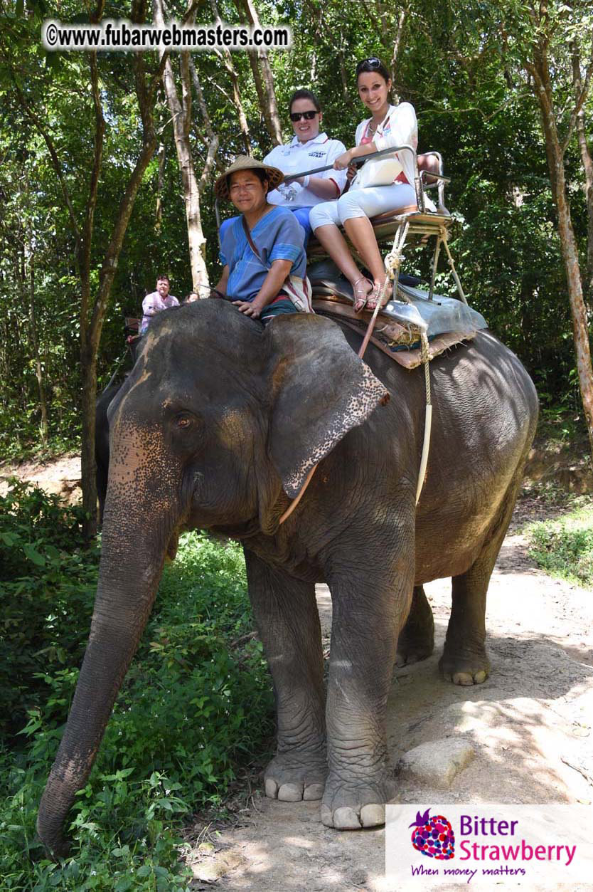 Elephant Safari 