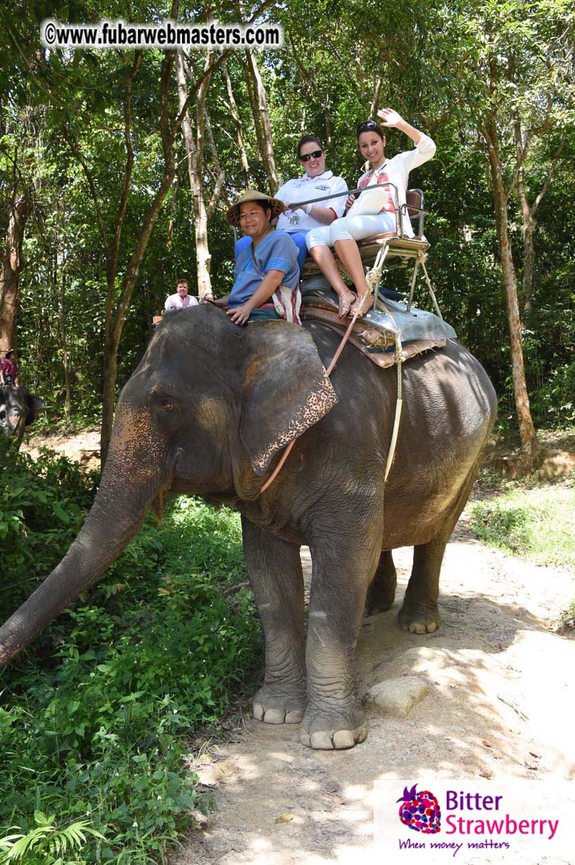 Elephant Safari 